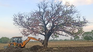 JCB VS BIG TREE | Powerful JCB Pushing Down A Big Tree | JCB Removing Big Tree | Amazing JCB Work |