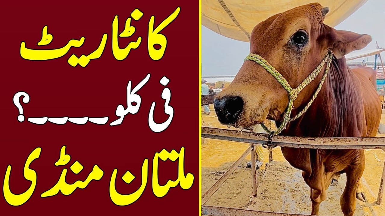 KANTA RATE PER KG ? 🔥| LATEST MULTAN MANDI UPDATES ️‍🔥| UNIVERSAL ...
