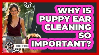 Why Is Puppy Ear Cleaning So Important? - Obedient Dog Guide