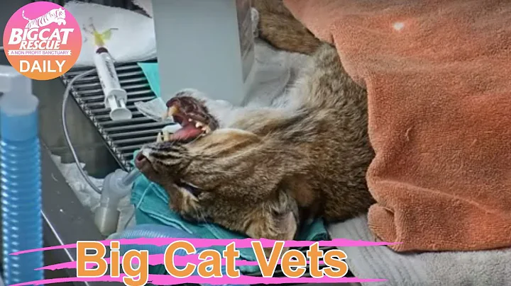 Big Cat Vets~ Frankie Bobcat gets root canals~ par...