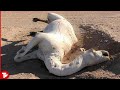 Don&#39;t Touch a Dead Camel in the Desert..It Will Explode