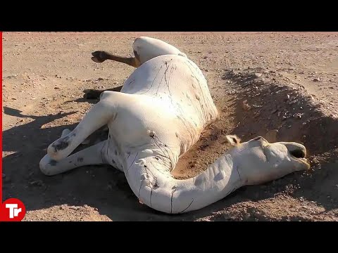 Don&rsquo;t Touch a Dead Camel in the Desert..It Will Explode