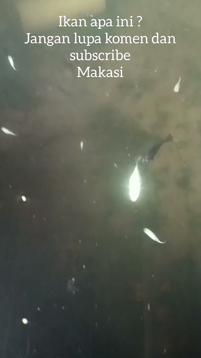 ikan ajaib#viral #ikan#ajaib
