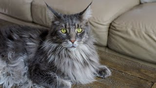 Are Your Maine Coons Afraid of Thunderstorms? #MaineCoon Monday 14 by Life with Maine Coon Cats 1,895 views 5 months ago 1 minute, 19 seconds