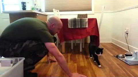 Cats Welcoming Home Soldiers (parody video)