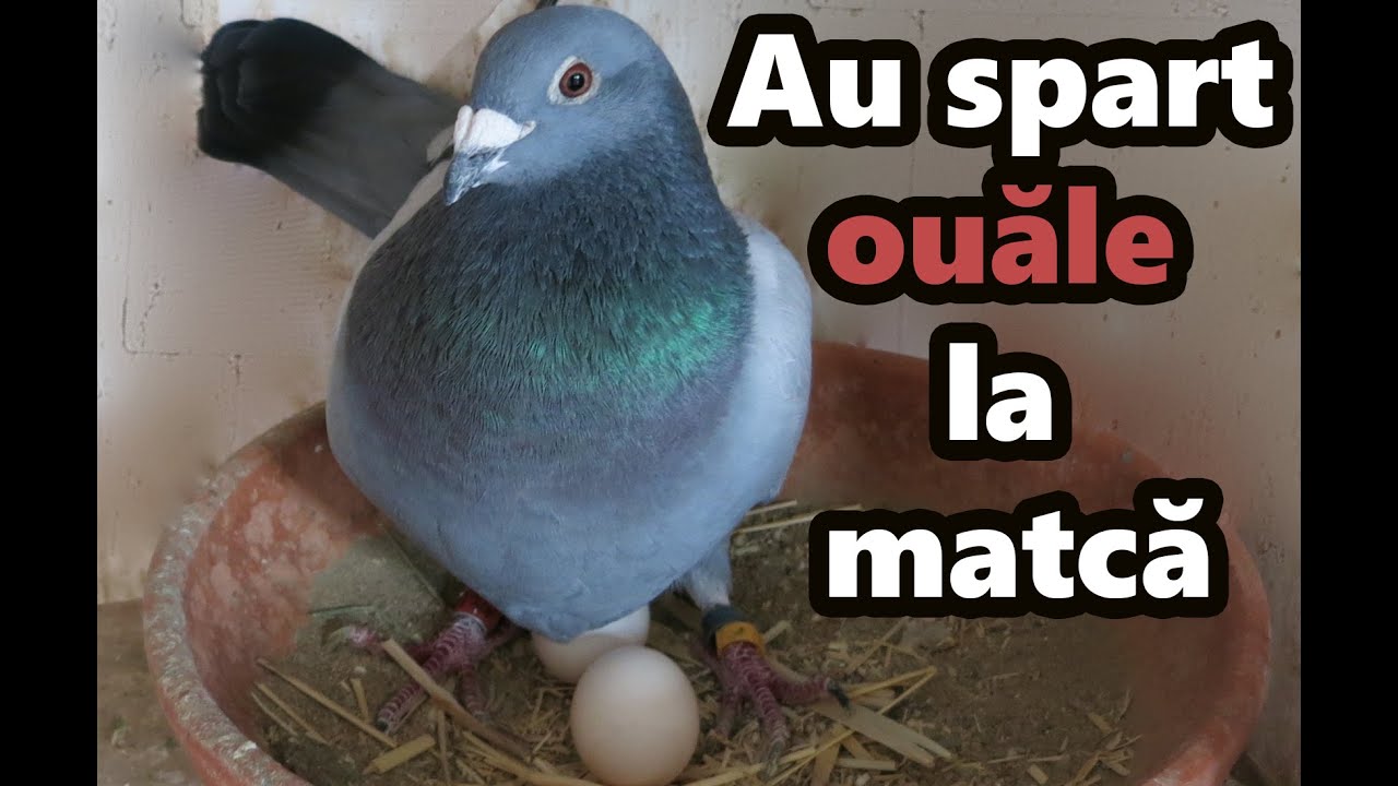 AU SPART OUALE LA MATCA