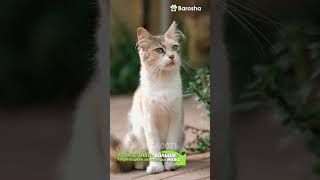 #Shorts 🔍 Узнайте, как правильно ухаживать за кошкой в любом возрасте 🔍