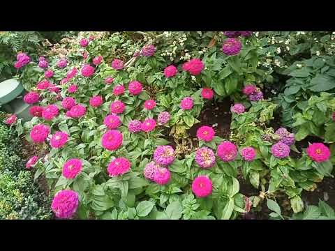 Beautiful country,,Beautiful travels ,Flower Dome SINGAPORE🇸🇬