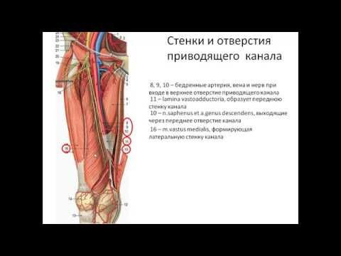 Топография нижней конечности