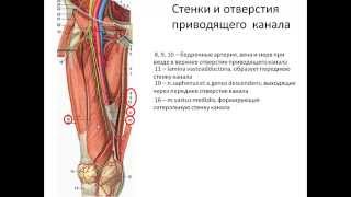 Топография нижней конечности(г.Калининград БФУ им.И.Канта Медицинский Институт Читает Зав.Кафедрой Фундаментальной Анатомии Профессор..., 2015-08-24T10:51:45.000Z)