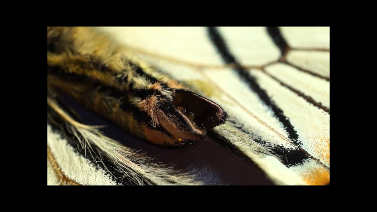 Butterfly Abdomen Movements YouTube