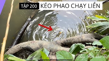 Tập 200 - Câu Cá Rô Đồng, Lang Thang Tìm Điểm Câu Mới Và Cái Kết Ngoài Mong Đợi