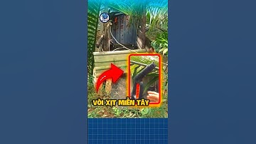 Cầu Cá Tra Và Vòi Xịt Miền Tây☠️