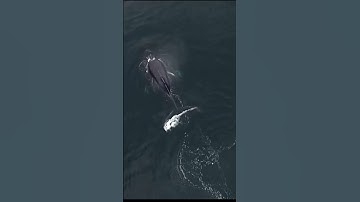 the Willow project||#stopthewillowproject||