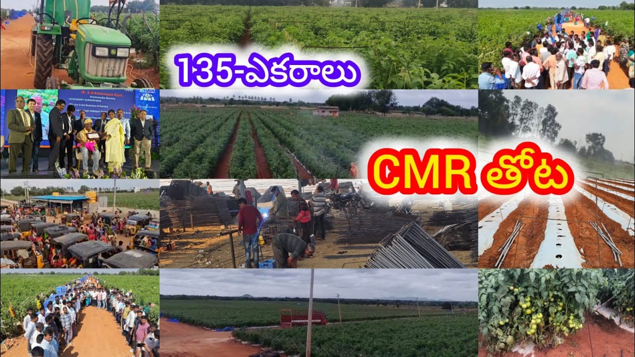 17-12-2025 CMR tomato crops/spraying tomato crop 
