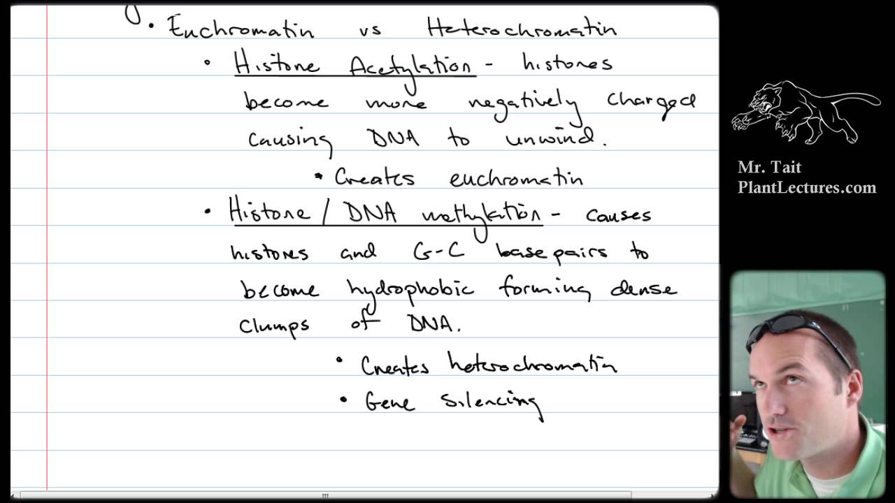 Ap bio essay gene regulation