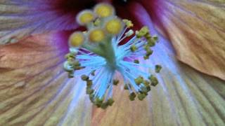 My Slideshow-Long time, Enjoy