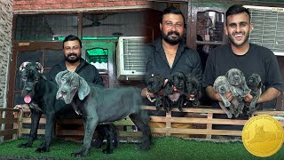 24 Carat Gold Coin Free with Every Canecorso Puppy in Ambala😱