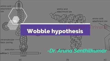 Wobble hypothesis