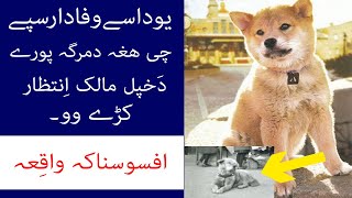 A Dog Story In Pashto  Who Waited 9 years for his owner  Sad Story of Hachiko ||| Da Elam Dunya
