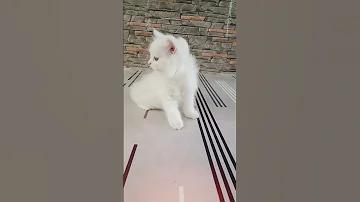 ROZI MY CAT SO CUTE BABY 