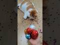 뭉치스타 #reversevideo #marblerunandmore #cat #catvideos #reverse