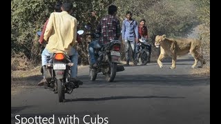 Never seen Before | Two Gir Lioness Caught in Action By Rahul Bharti