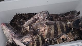 The sheepshead were everywhere! (Nonstop action!!)
