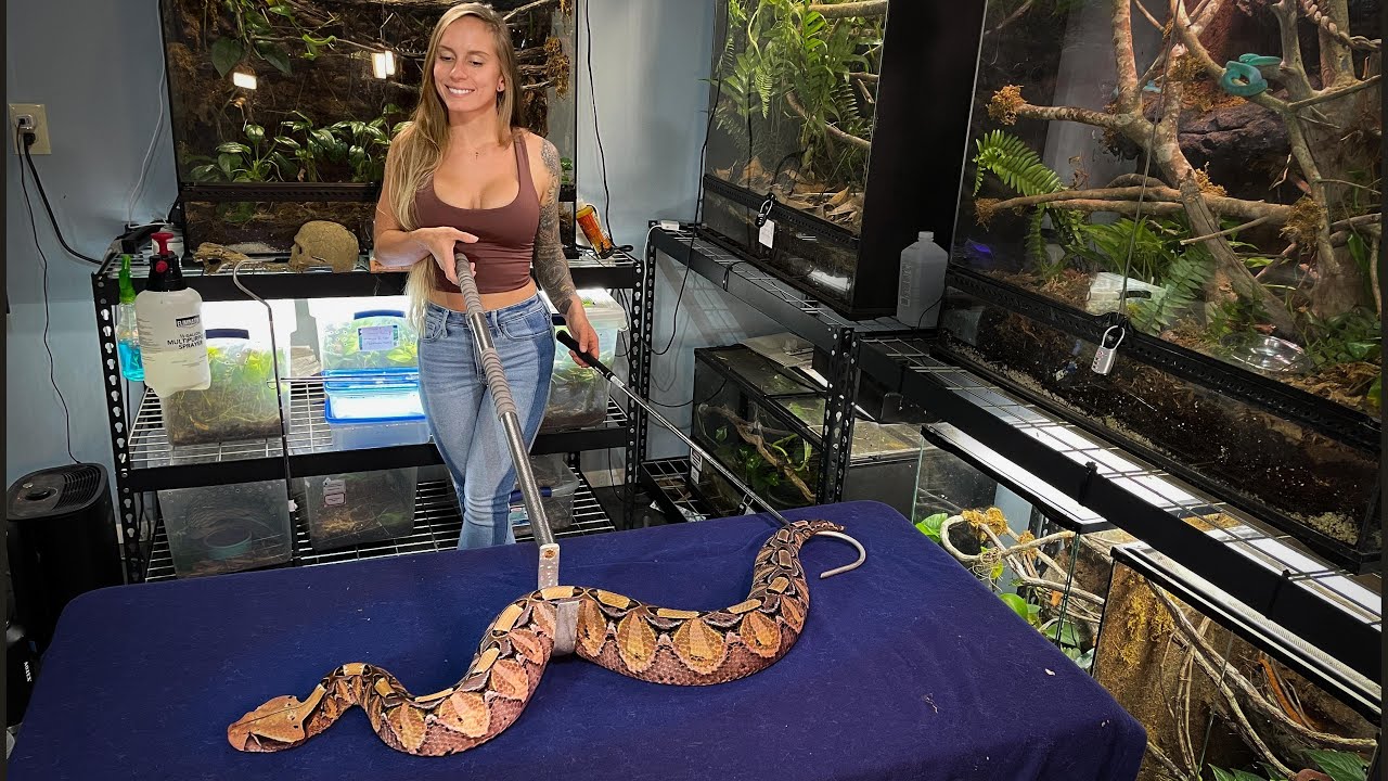 HUGE Gaboon Viper YouTube HUGE Gaboon Viper YouTube