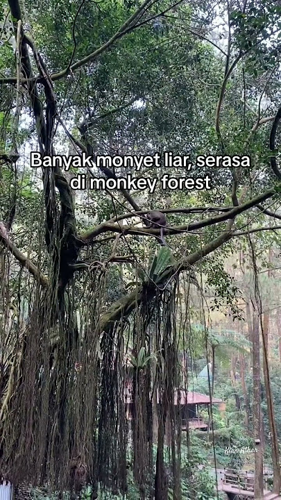 CURUG 7 CILEMBER PUNCAK BOGOR #airterjun #wisatapuncak #curugcilember