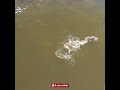 Louisiana Sight Fishing Redfish | #TeamActionHat #FishFRSH #Fishing #Shorts