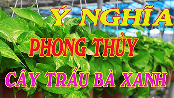 ý nghĩa phong thủy cây trầu bà xanh