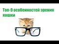Топ-9 Особенностей Зрения Кошки & Как Кошки Видят Мир. Ветклиника Био Вет