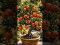 “This Tiny Tree Grows Real Pomegranates 🤯🍎”#shorts