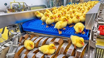 Duck Mega Factory: Duck Egg Incubation Technology – Duck Raising Method & Process