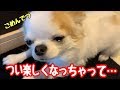 え！心から反省したのか生まれて初めて本当に涙を流した犬【チワワ】