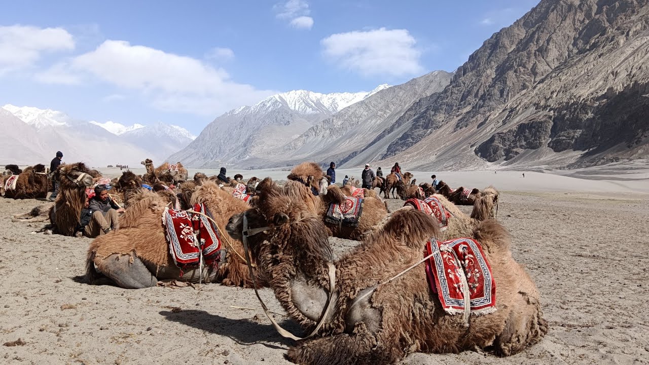 ||Bactrian Camel🐫 ||Double humpcamel ||Nubra Valley ||Diskit ||Leh ...