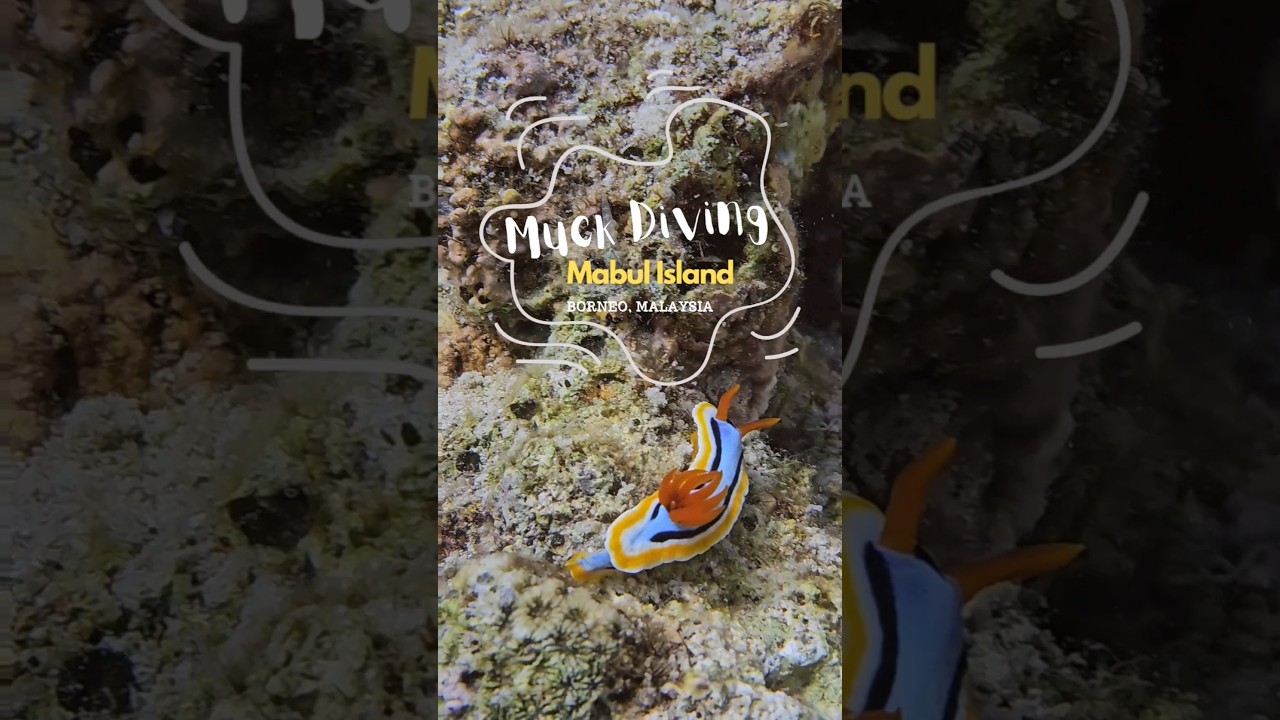 Muck Diving Mabul, Malaysia