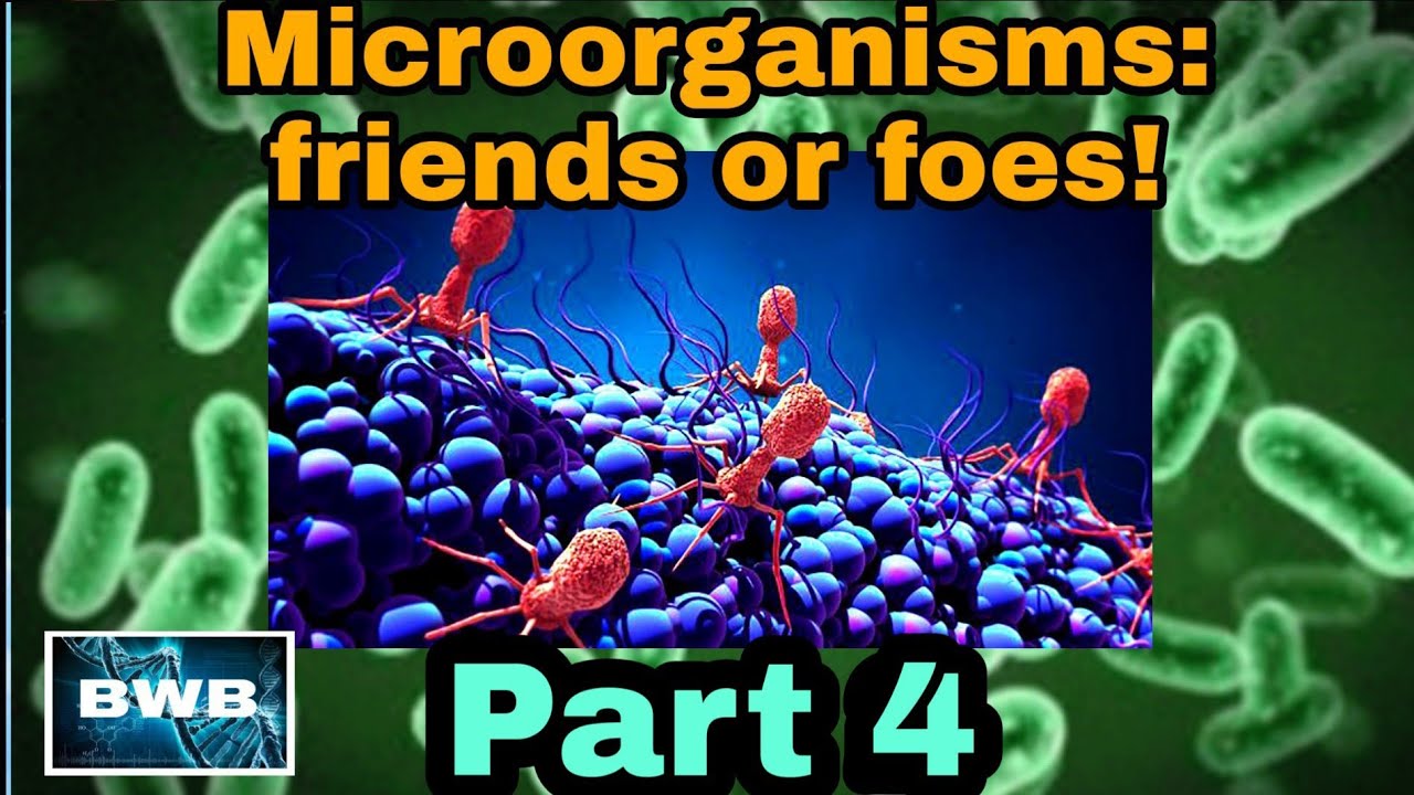 Microorganisms : friends & foes : Part-4 // Class 8 Biology / BWB - YouTube