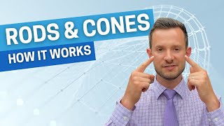 HOW IT WORKS - Rods & Cones