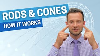 How It Works - Rods & Cones