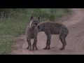 Jan 12, 2017- Sunrise- Kuma, Kala and Corky (Hyenas)