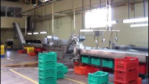 Sujay Industries Gherkin Processing Machinery Cleaning, Sorting, Grading and Online Filling Drum