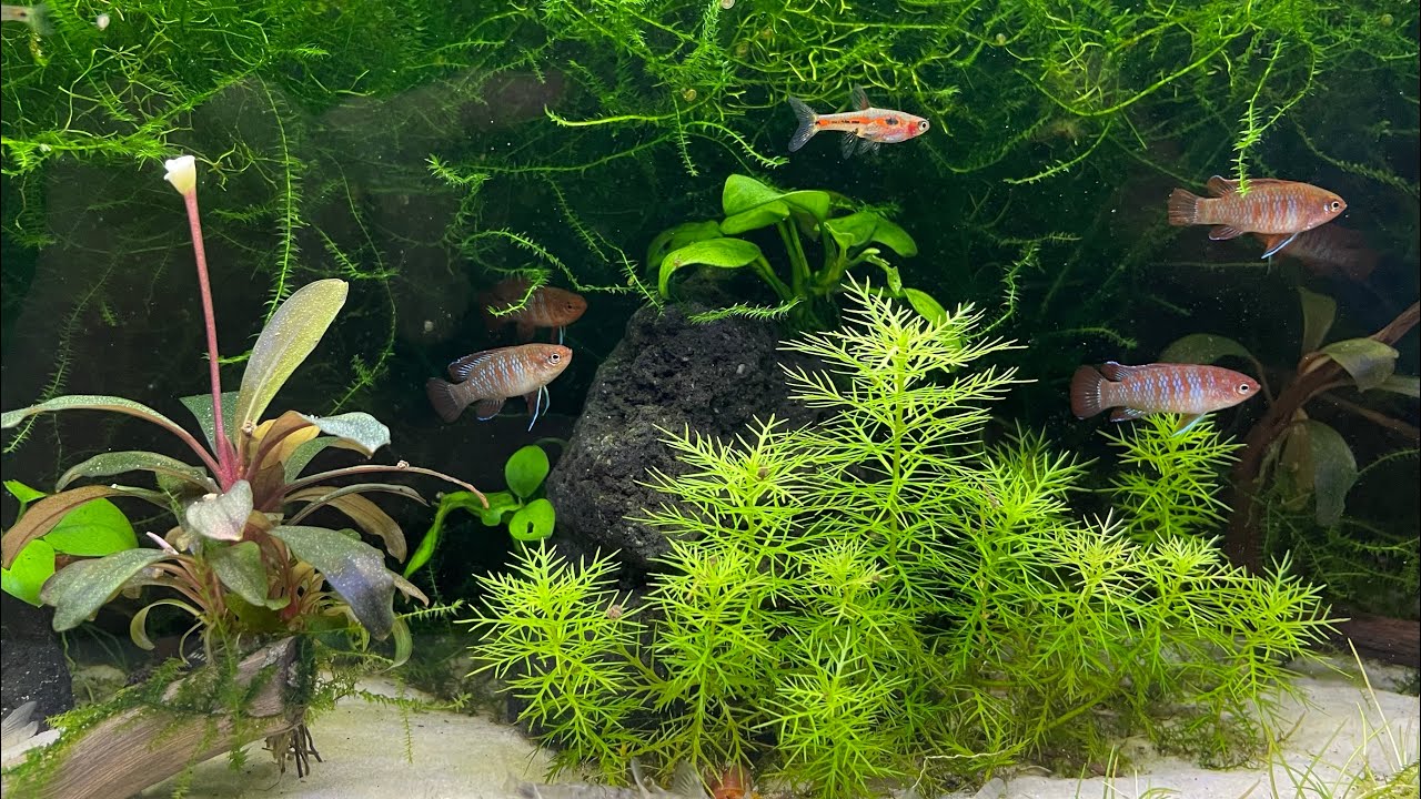 Dario Dario & andere Zwerge im Aquarium (dritter Ausflug in meinen Keller)