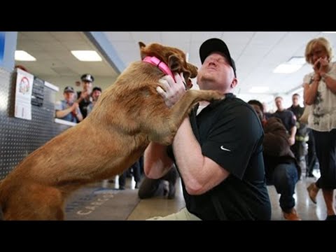 Video: Besitzer Findet Vermissten Hund, Der Mit Zwei Neuen Freunden Auf Einem Feld Herumläuft