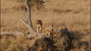 This is TOP 10 of the real lion hunt in Serengeti. (8-7 Places) [African Safari Plus⁺] 193