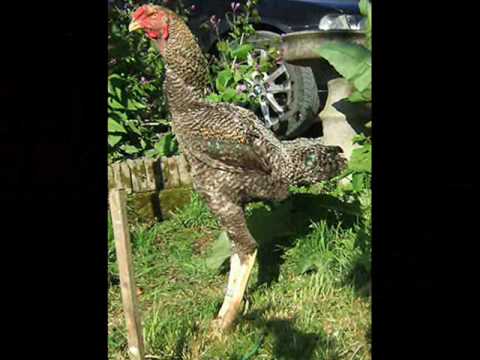 ODE TO ASILS - a wonderful breed of Chickens