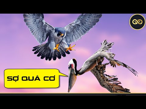 Video: Chim ưng