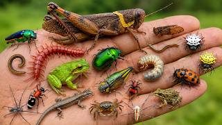 The most beautiful wild insects around us with natural sound #TyTyRealNatureLife