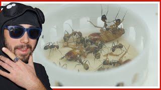 Routine nourrissage de toutes mes fourmis ! (j'en ai trop)